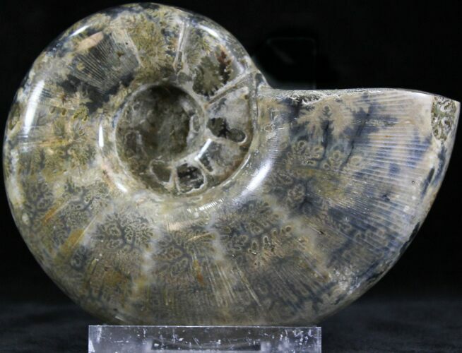 Polished Anapuzosia Ammonite Fossils #25206